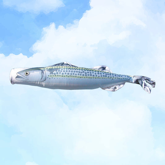 Spanish mackerel climbing Nobori Aquarium
