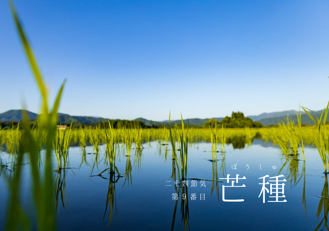 第9番【芒種 】