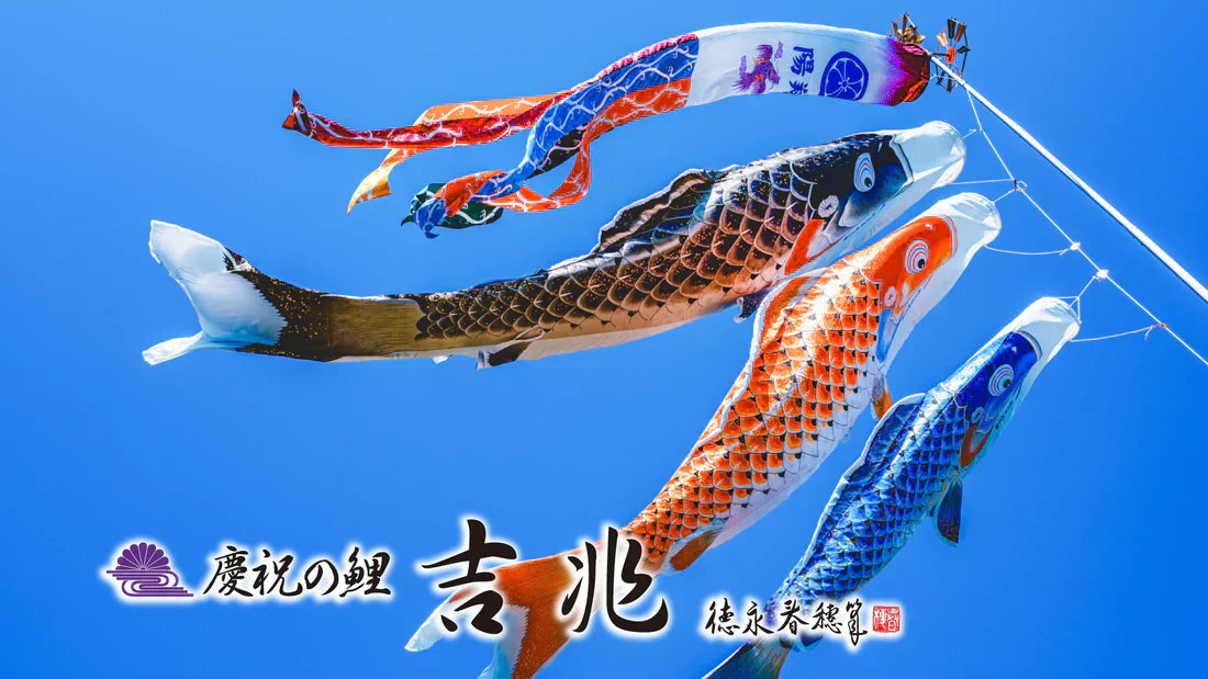 【吉兆】慶祝の鯉
