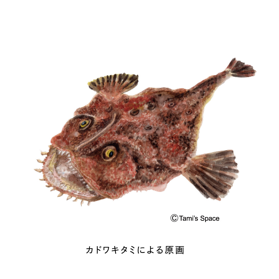 1.5ｍ　アンコウのぼり　のぼり水族館