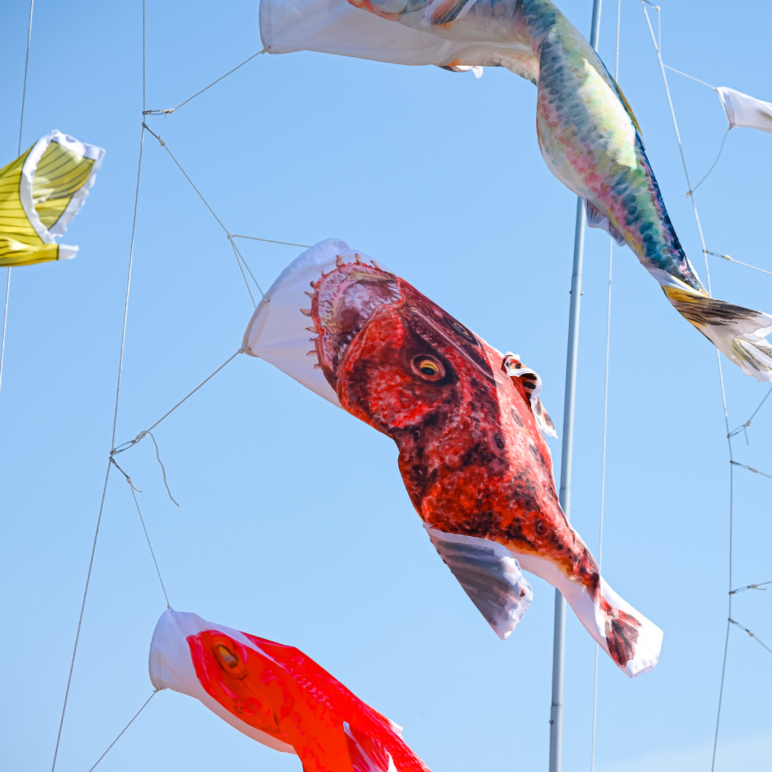 1.5ｍ　アンコウのぼり　のぼり水族館