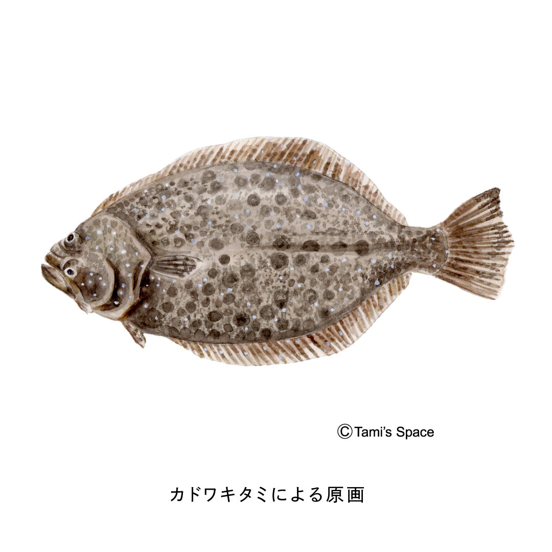 1.5ｍ　ヒラメのぼり　のぼり水族館