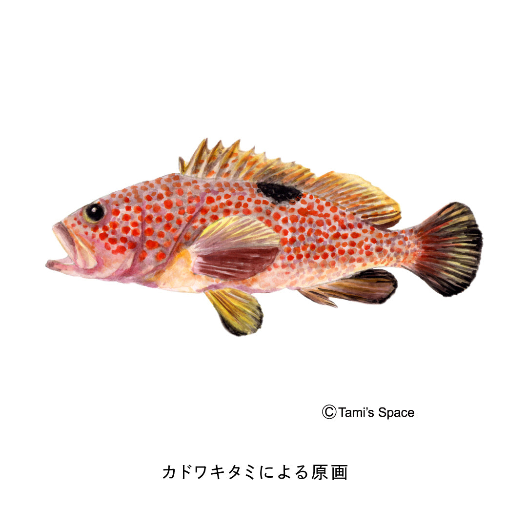 1.5ｍ　キジハタのぼり　のぼり水族館