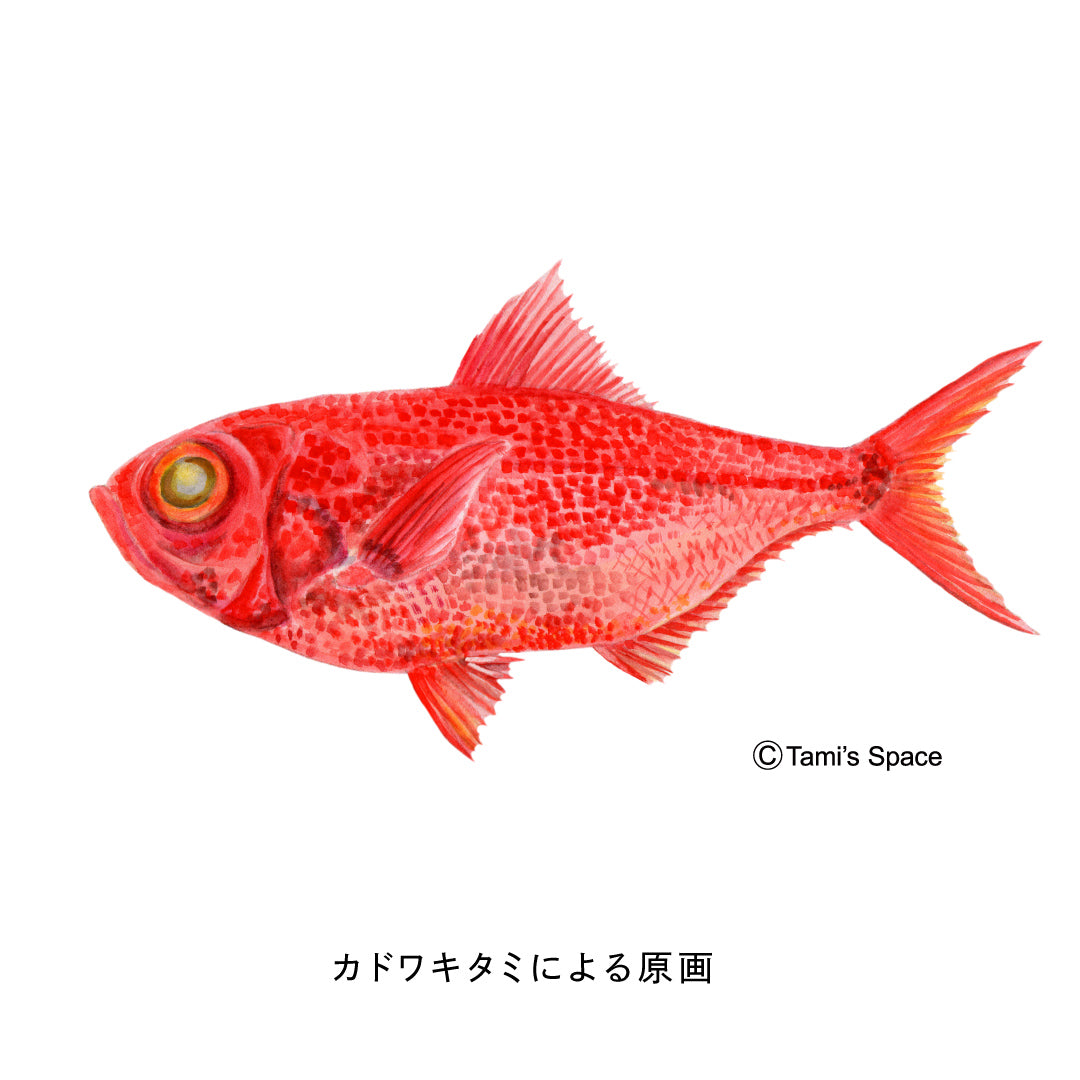 1.5ｍ　キンメダイのぼり　のぼり水族館