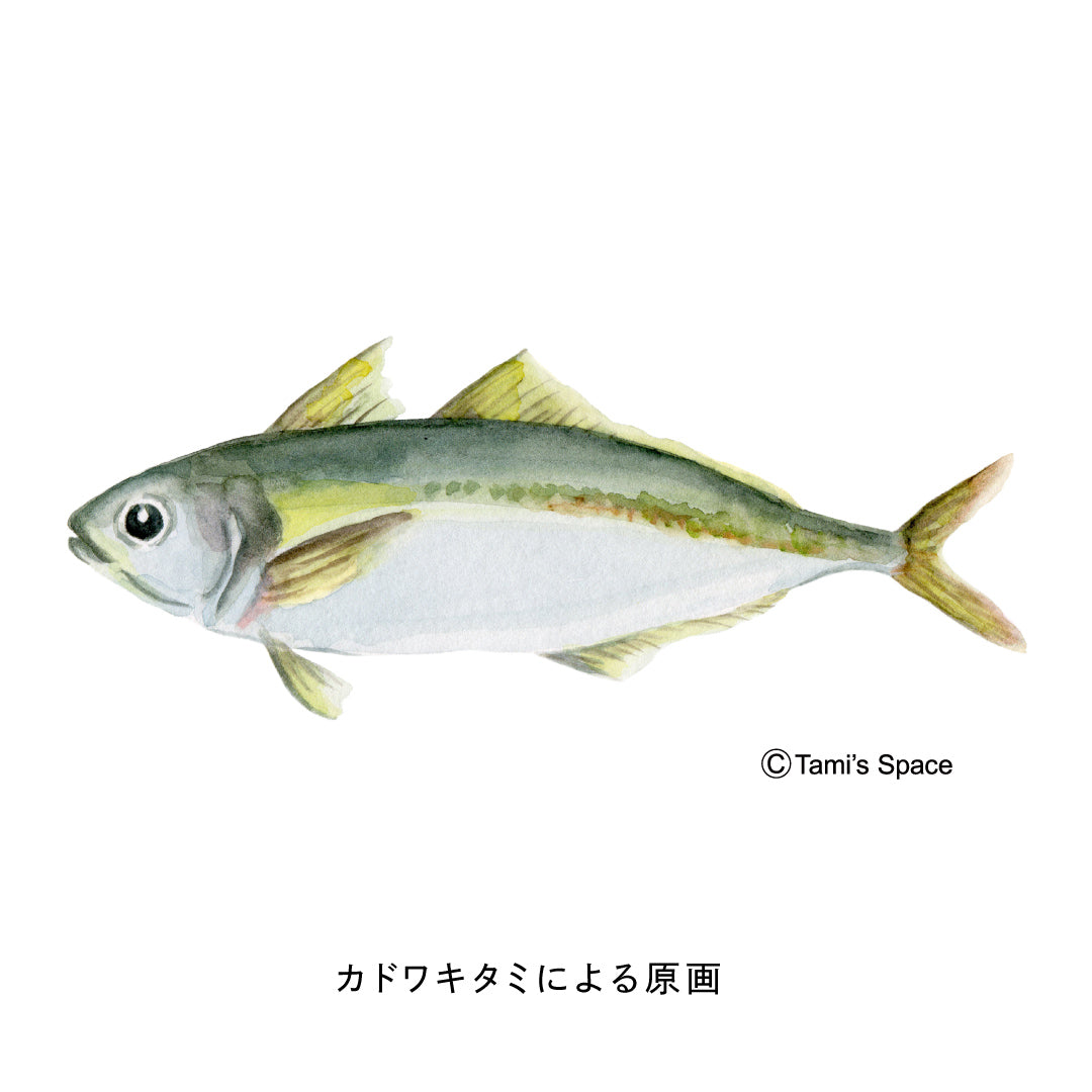 2ｍ　マアジのぼり　のぼり水族館