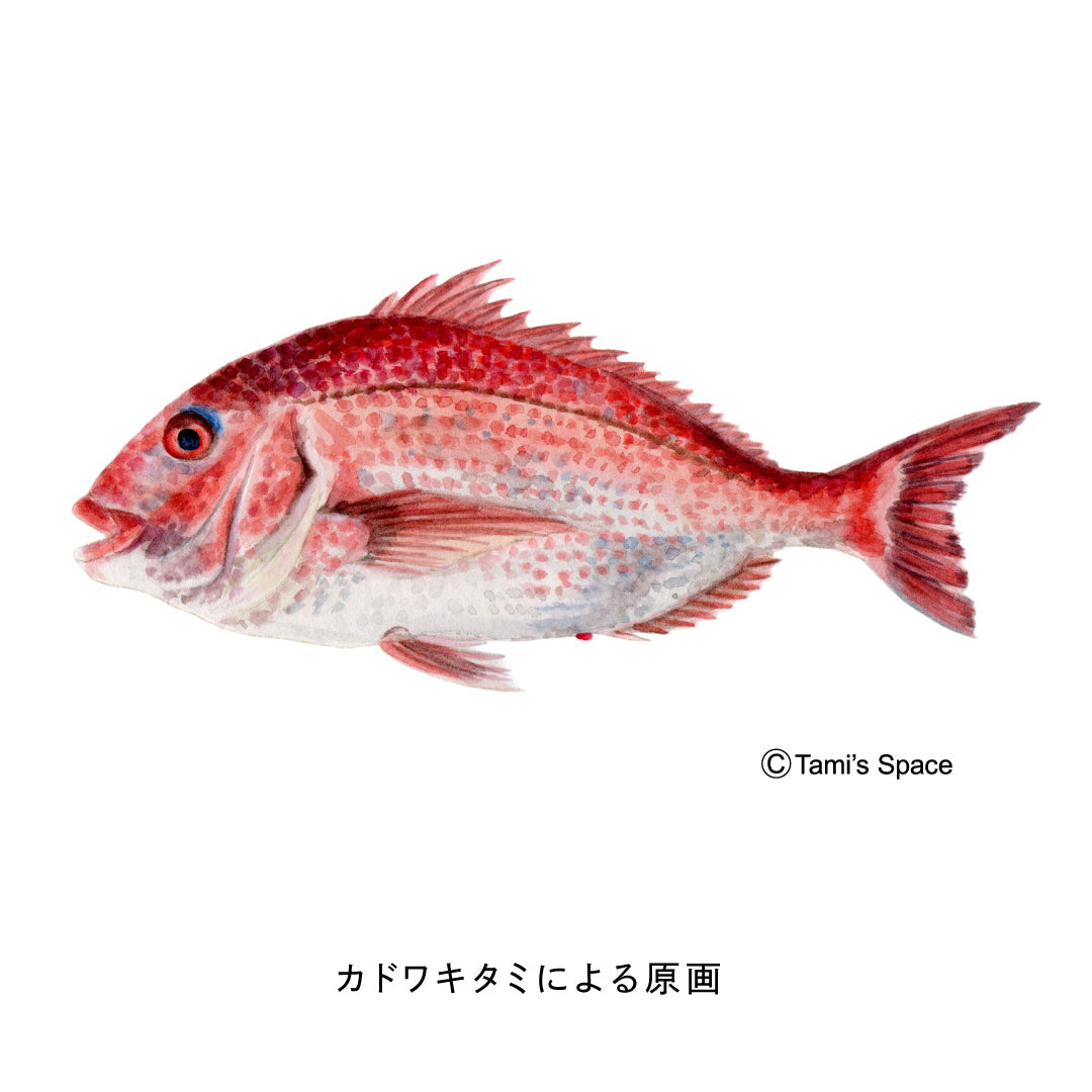 1.5ｍ　マダイのぼり　のぼり水族館