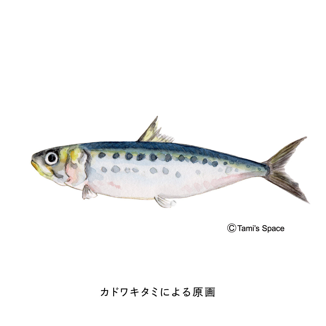 2ｍ　マイワシのぼり　のぼり水族館