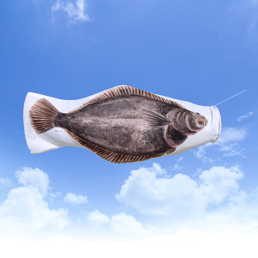 1.5ｍ　マコガレイのぼり　のぼり水族館