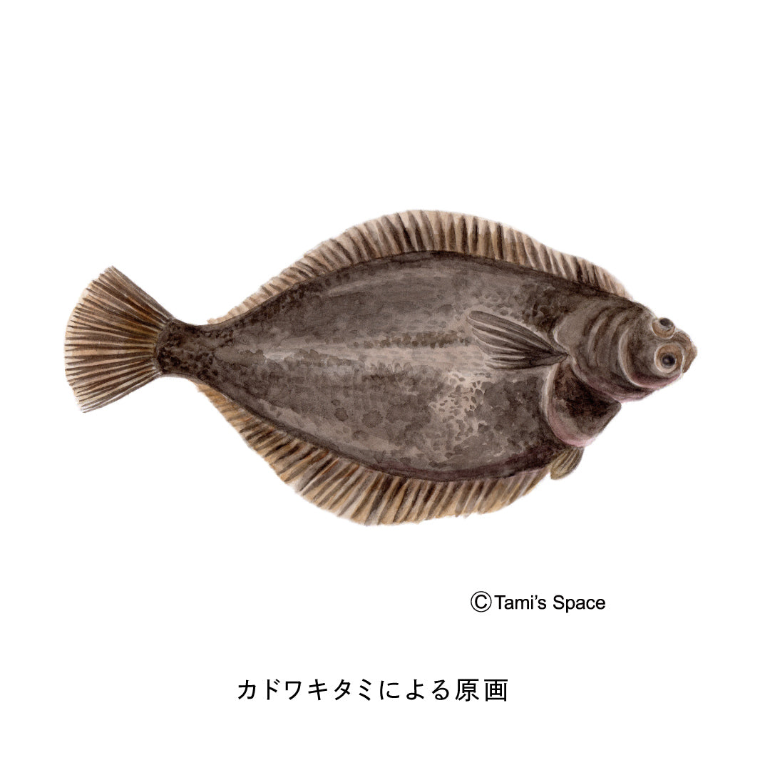 1.5ｍ　マコガレイのぼり　のぼり水族館