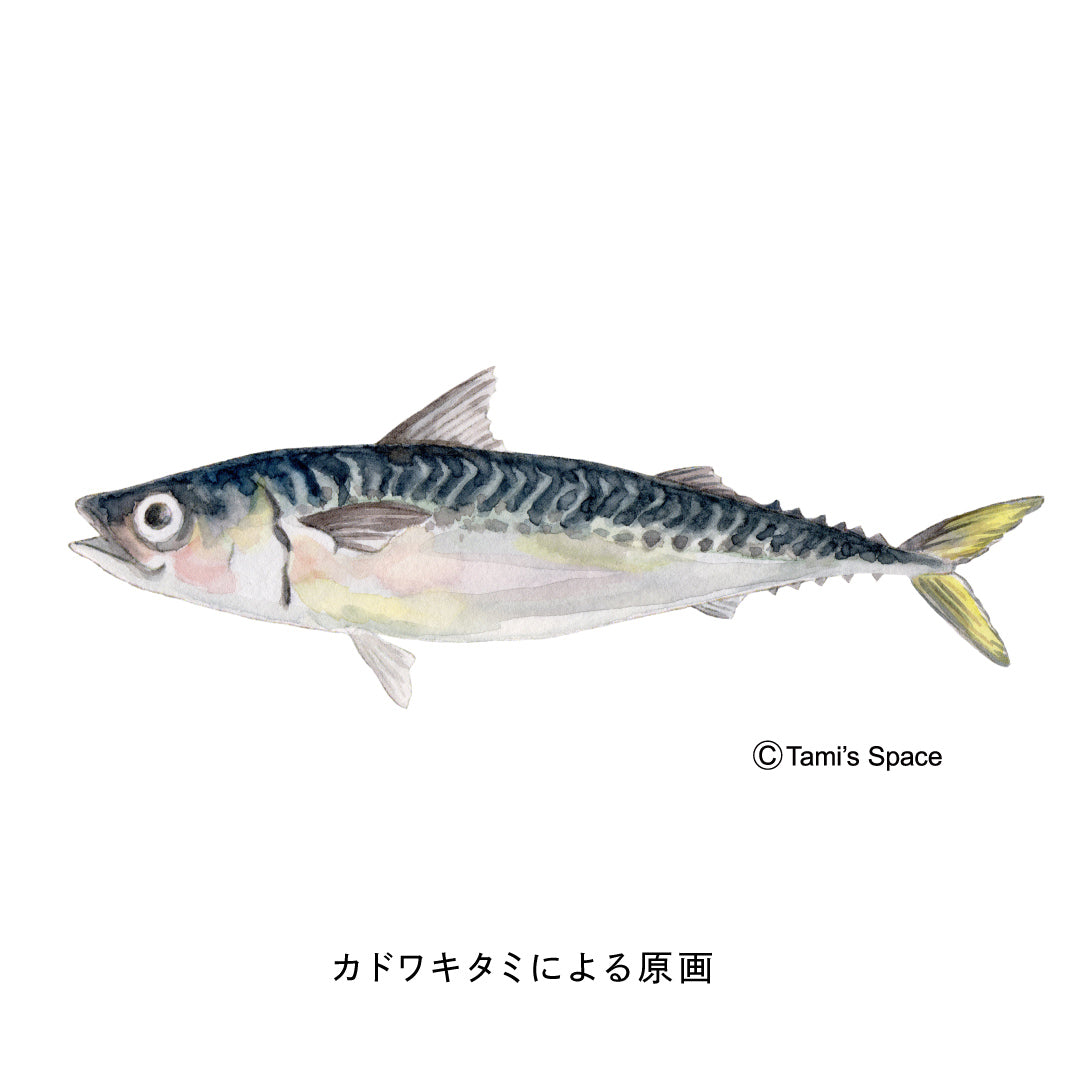 2ｍ　マサバのぼり　のぼり水族館