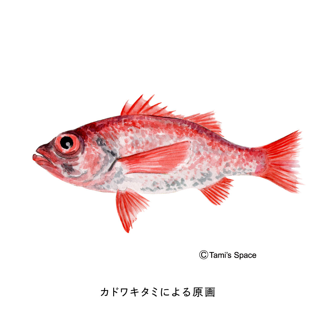 1.5ｍ　ノドグロのぼり　のぼり水族館