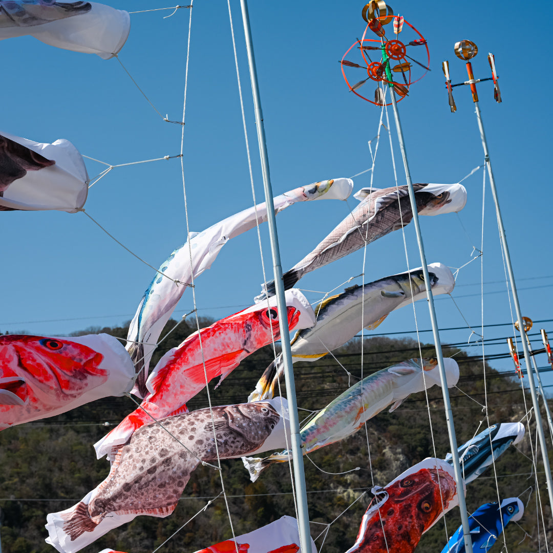1.5ｍ　ヒラメのぼり　のぼり水族館