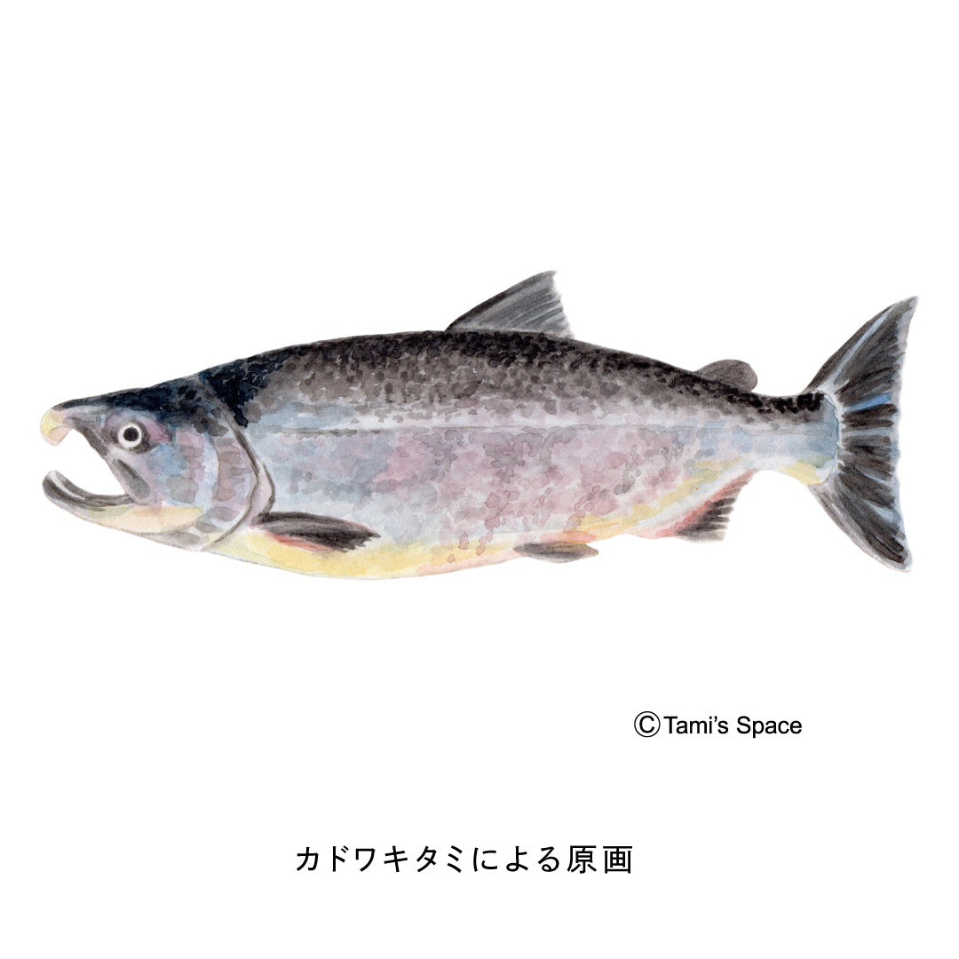 2ｍ　シロザケのぼり　のぼり水族館