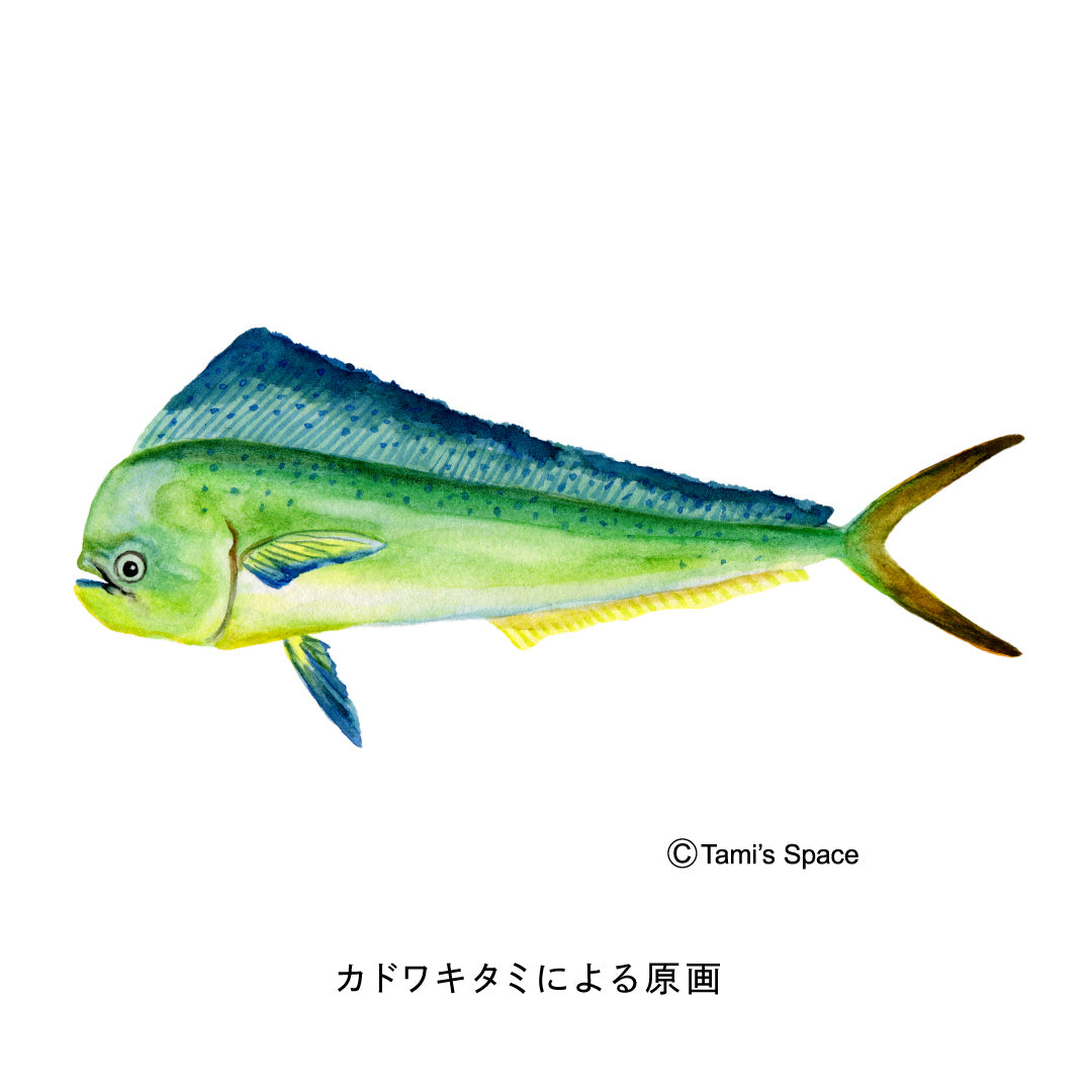 2ｍ　シイラのぼり　のぼり水族館