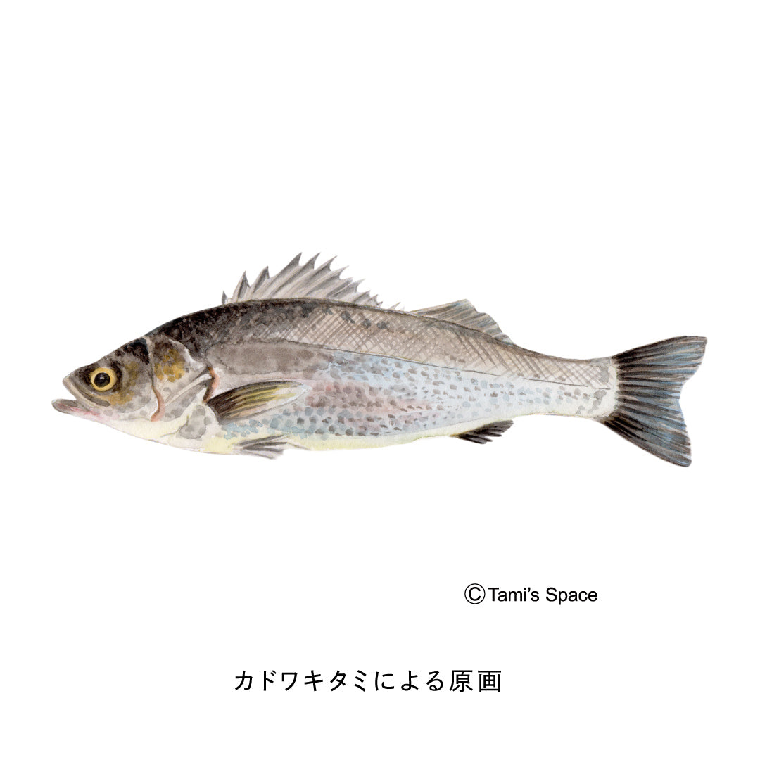 2ｍ　スズキのぼり　のぼり水族館