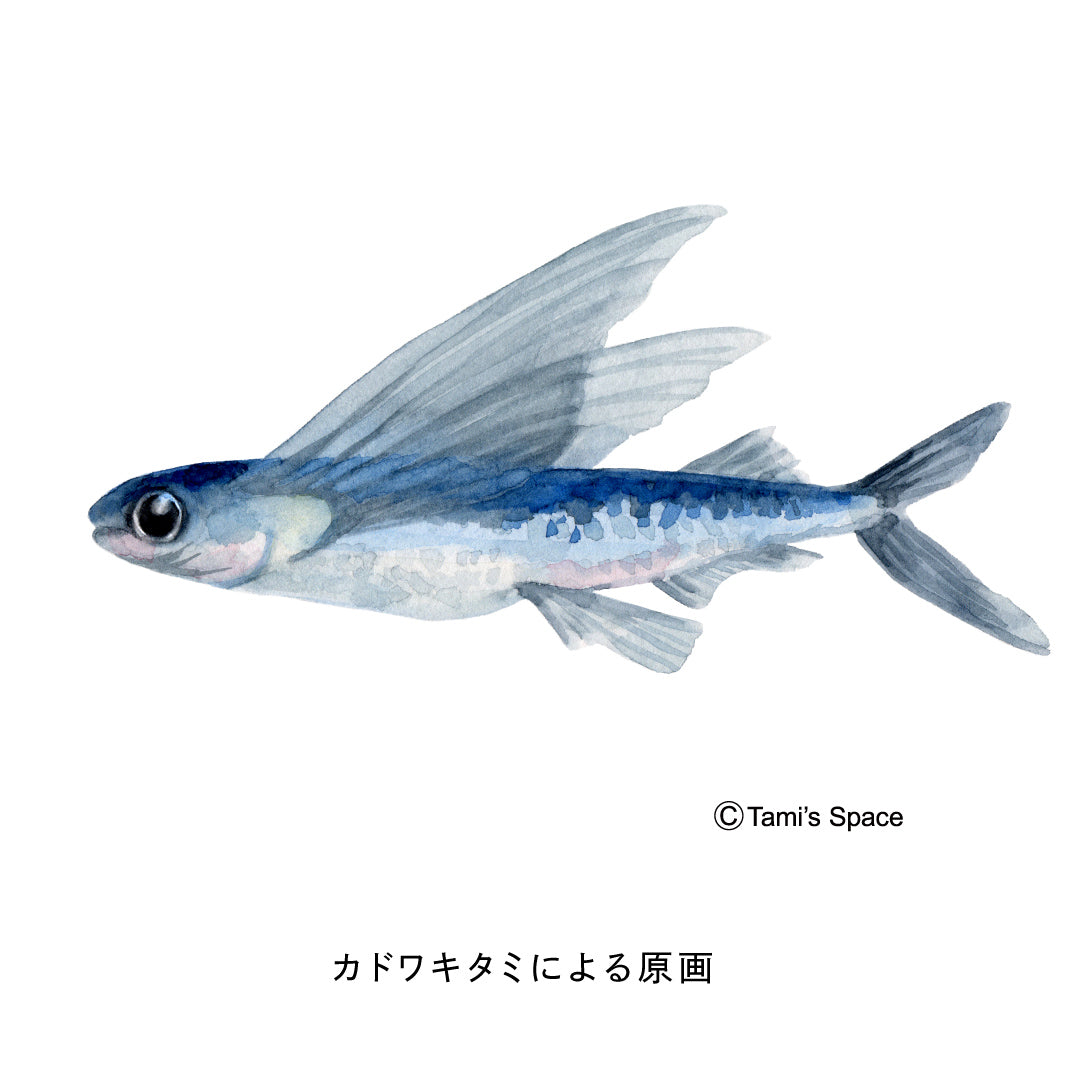 1.5ｍ　トビウオのぼり　のぼり水族館