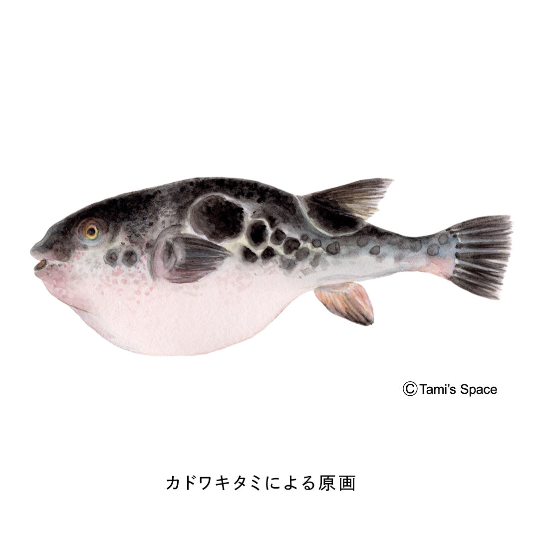 1.5ｍ　トラフグのぼり　のぼり水族館